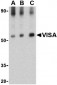 VISA Antibody